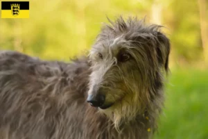 Scopri di più sull'articolo Allevatori e cuccioli di Deerhound in Baden-Württemberg