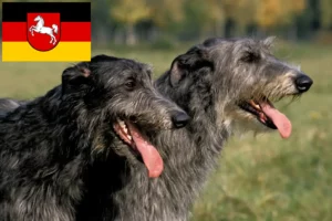 Scopri di più sull'articolo Allevatori di Deerhound e cuccioli in Bassa Sassonia