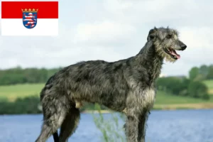 Scopri di più sull'articolo Allevatori di Deerhound e cuccioli in Hessen