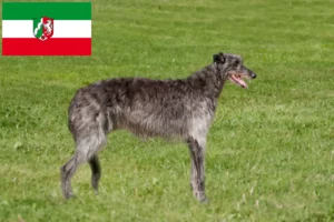 Scopri di più sull'articolo Allevatori di Deerhound e cuccioli in Nord Reno-Westfalia