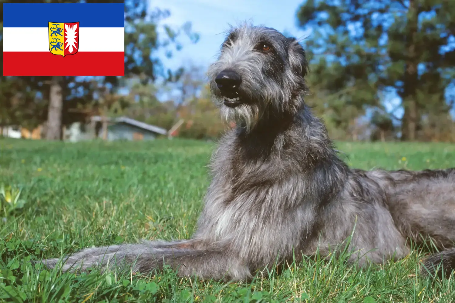 Scopri di più sull'articolo Allevatori di Deerhound e cuccioli in Schleswig-Holstein