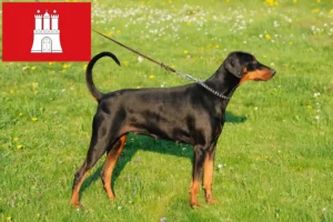 Scopri di più sull'articolo Allevatori di Dobermann e cuccioli a Amburgo