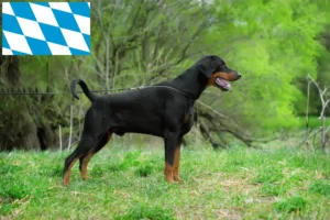 Scopri di più sull'articolo Allevatori di Dobermann e cuccioli in Baviera