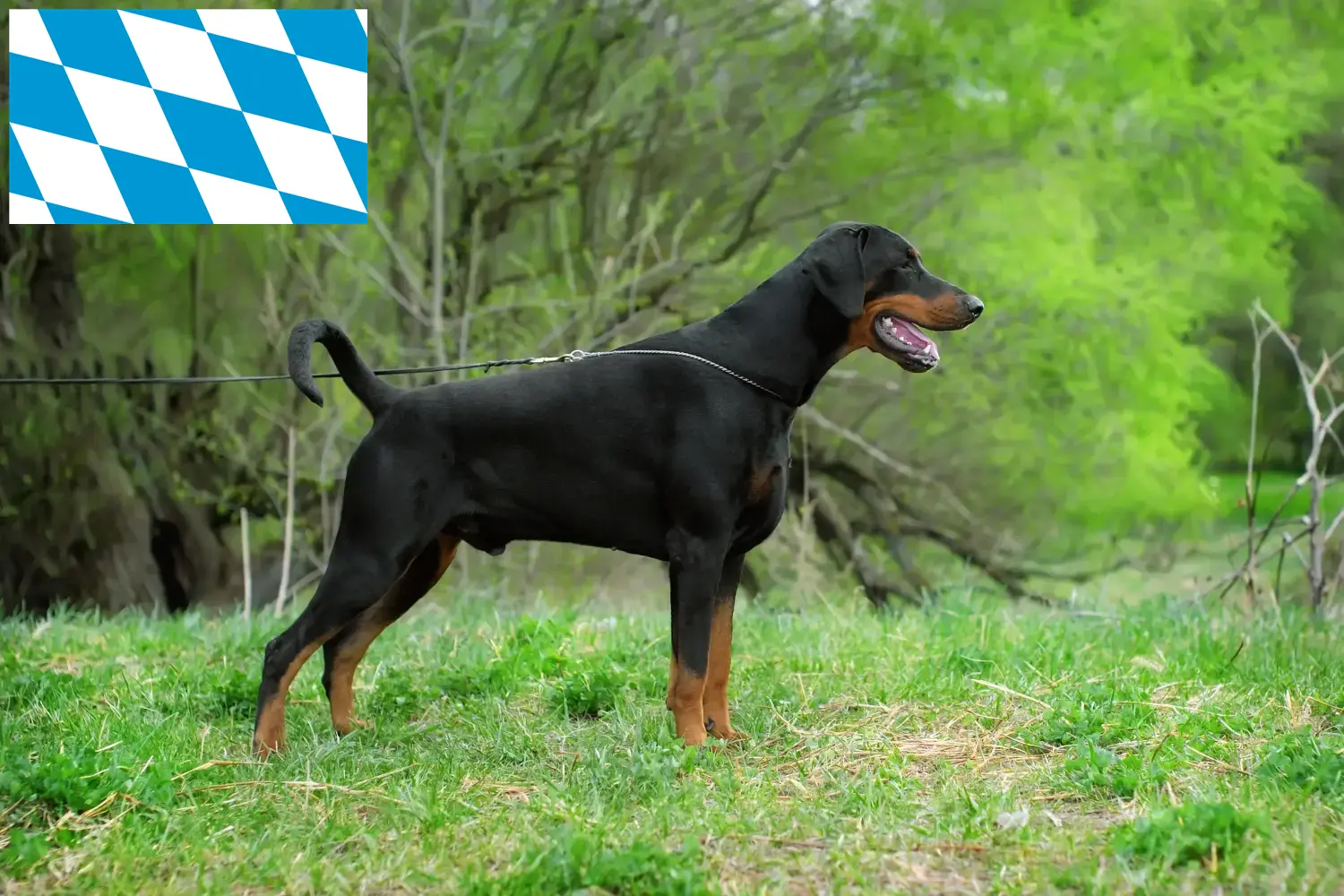 Scopri di più sull'articolo Allevatori di Dobermann e cuccioli in Baviera