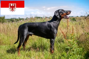 Scopri di più sull'articolo Allevatori di Dobermann e cuccioli a Brandeburgo