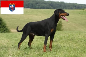 Scopri di più sull'articolo Allevatori di Dobermann e cuccioli in Hessen