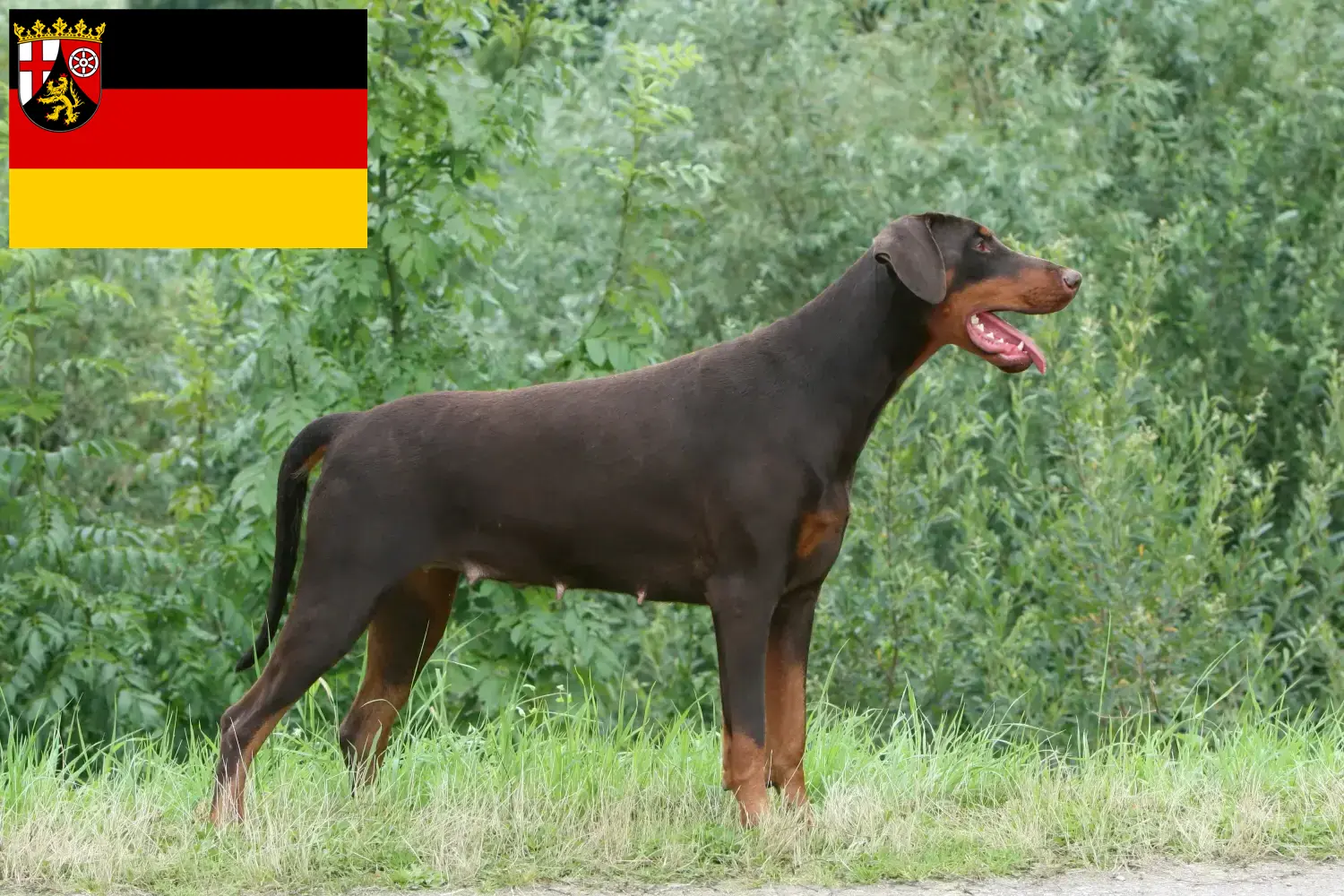 Scopri di più sull'articolo Allevatori e cuccioli di Dobermann in Renania-Palatinato