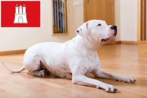 Scopri di più sull'articolo Allevatori di Dogo Argentino e cuccioli a Amburgo