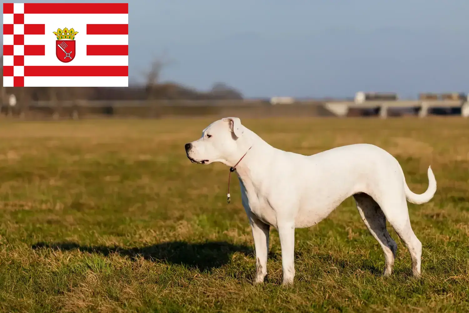 Scopri di più sull'articolo Allevatori di Dogo Argentino e cuccioli a Brema