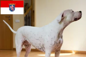 Scopri di più sull'articolo Allevatori di Dogo Argentino e cuccioli in Hessen