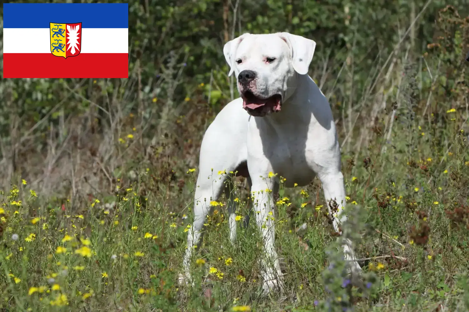 Scopri di più sull'articolo Allevatori di Dogo Argentino e cuccioli a Schleswig-Holstein