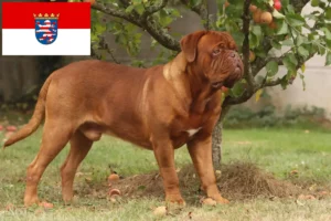 Scopri di più sull'articolo Allevatori di Dogue de Bordeaux e cuccioli a Hessen