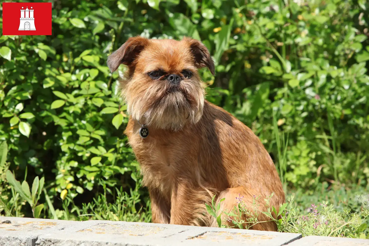 Scopri di più sull'articolo Allevatore di Griffoni Nani Belga e cuccioli ad Amburgo