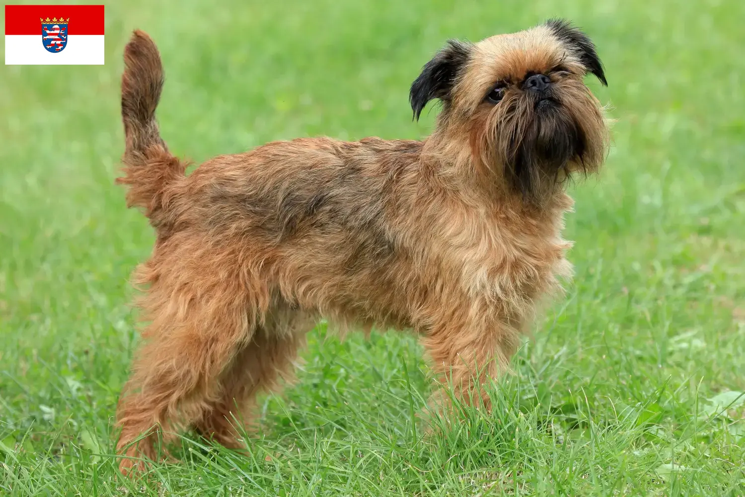 Scopri di più sull'articolo Allevatore di Griffoni Nani Belga e cuccioli in Hessen