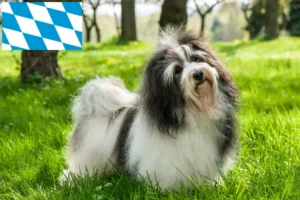 Scopri di più sull'articolo Allevatori e cuccioli di Havanese in Baviera