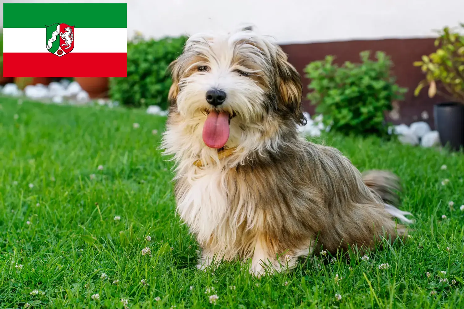 Scopri di più sull'articolo Allevatori e cuccioli di Havanese in Nord Reno-Westfalia