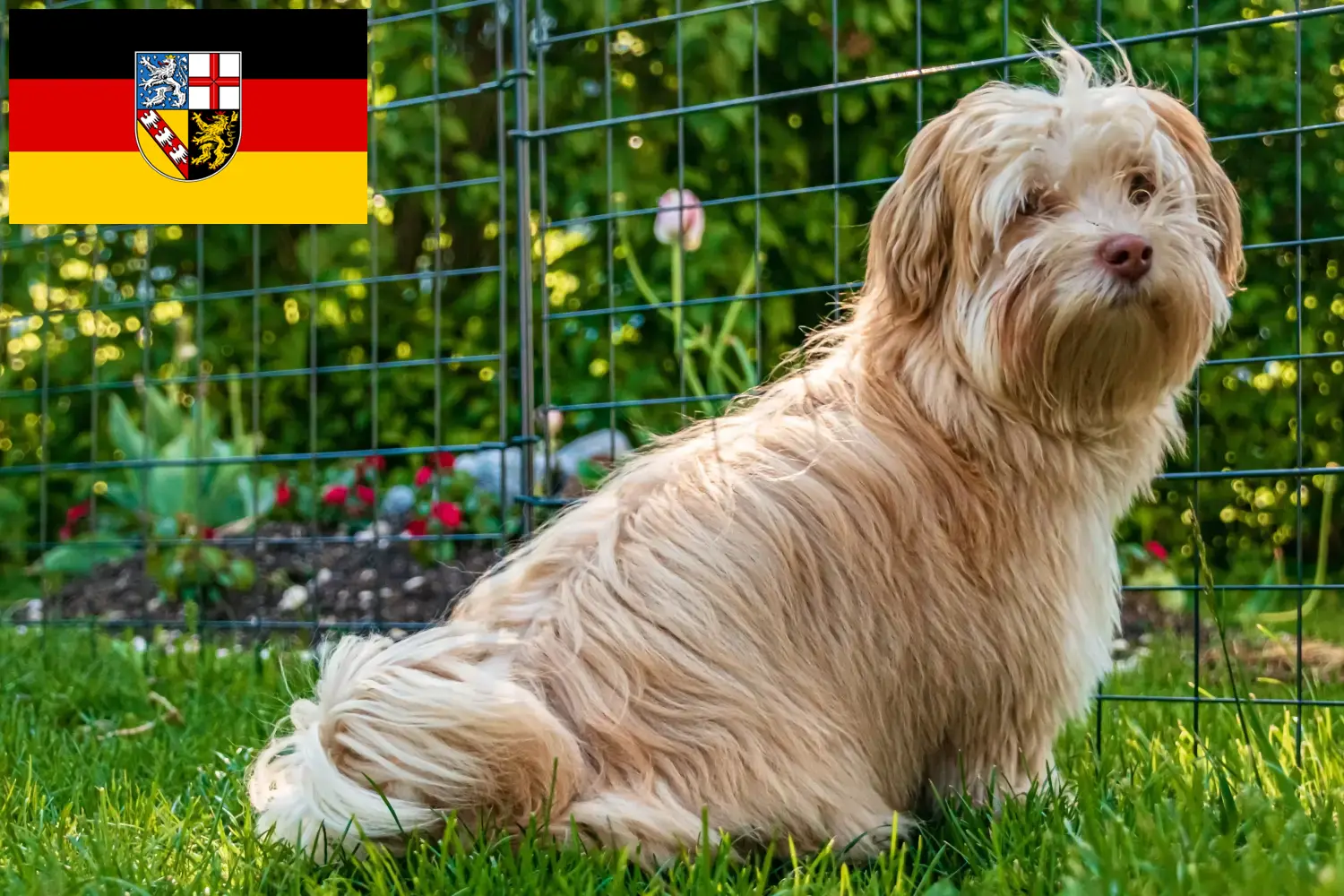 Scopri di più sull'articolo Allevatori e cuccioli di Havanese in Saarland