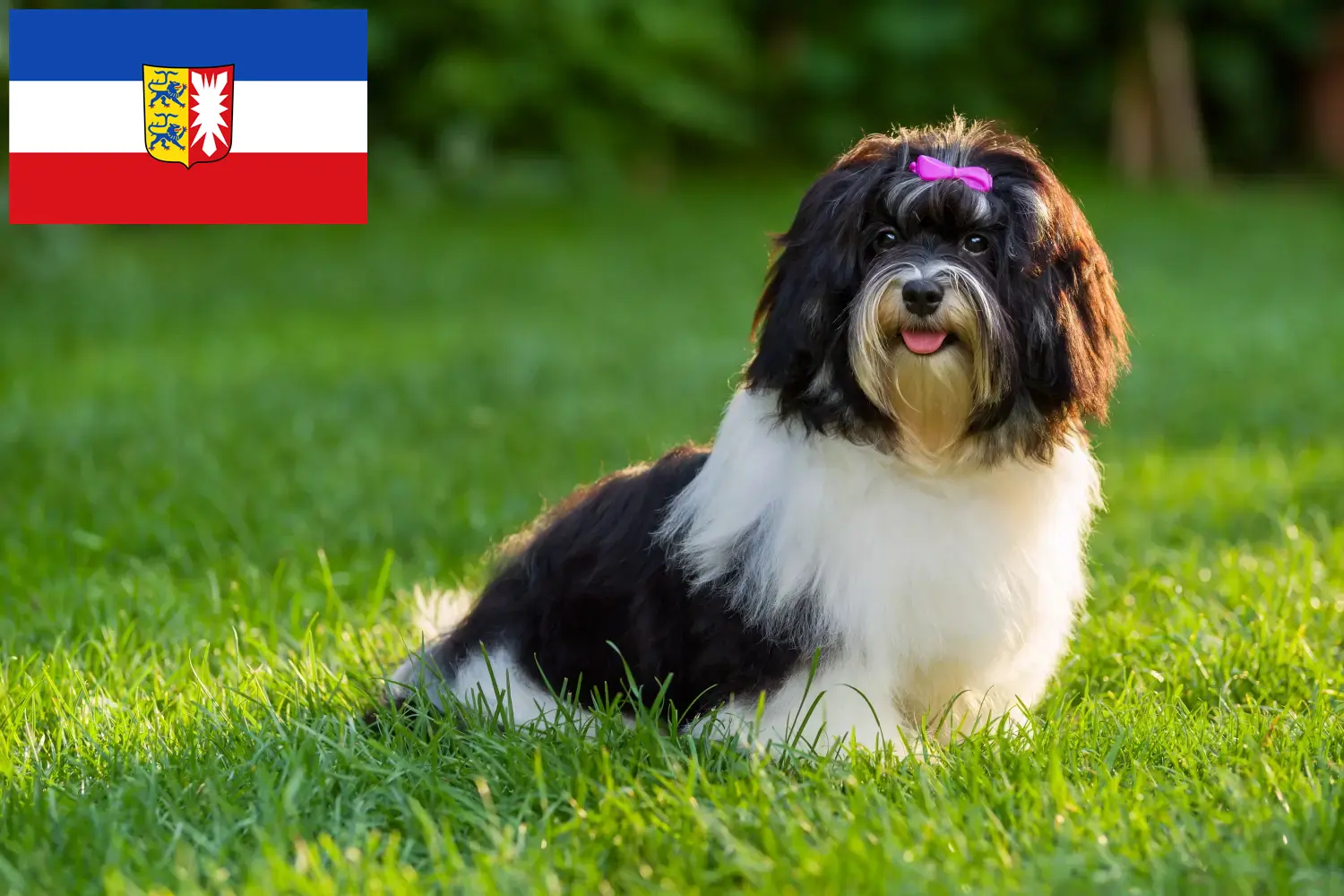 Scopri di più sull'articolo Allevatori e cuccioli di Havanese in Schleswig-Holstein