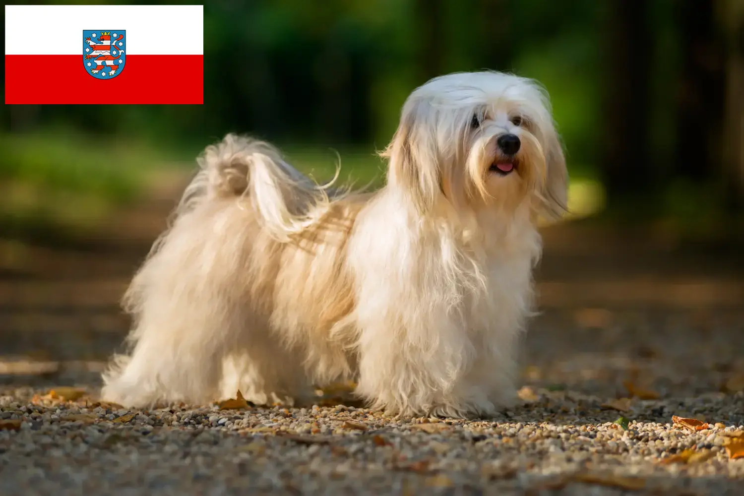 Scopri di più sull'articolo Allevatori e cuccioli di Havanese in Turingia