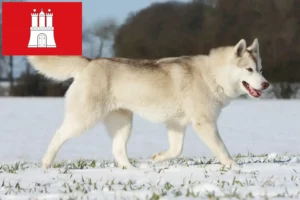 Scopri di più sull'articolo Allevatori di Husky e cuccioli a Amburgo