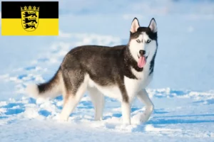 Scopri di più sull'articolo Allevatori di Husky e cuccioli in Baden-Württemberg