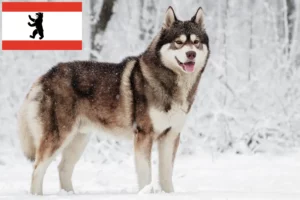 Scopri di più sull'articolo Allevatori di Husky e cuccioli a Berlino