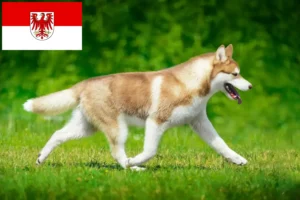 Scopri di più sull'articolo Allevatori di Husky e cuccioli in Brandeburgo