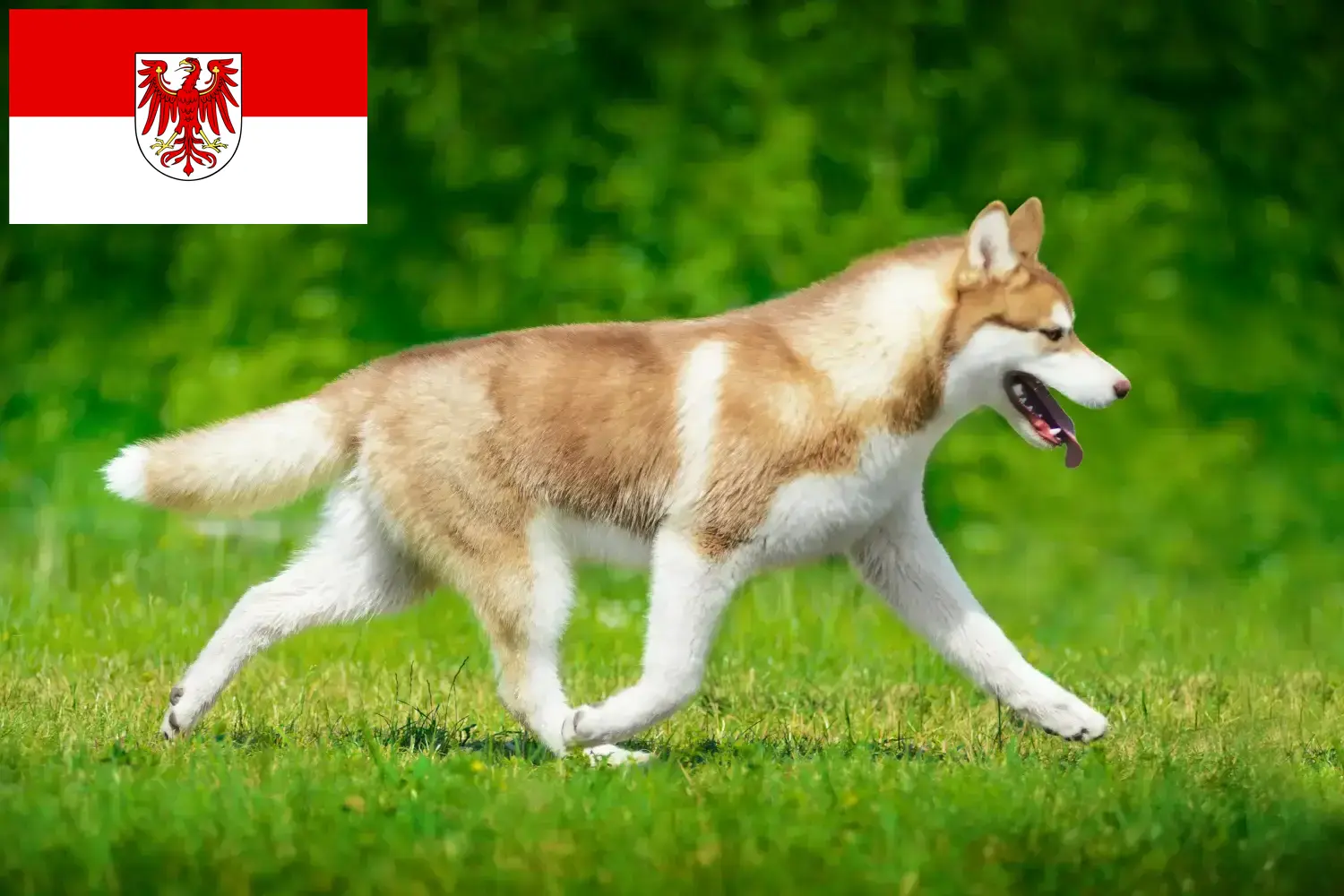 Scopri di più sull'articolo Allevatori di Husky e cuccioli in Brandeburgo