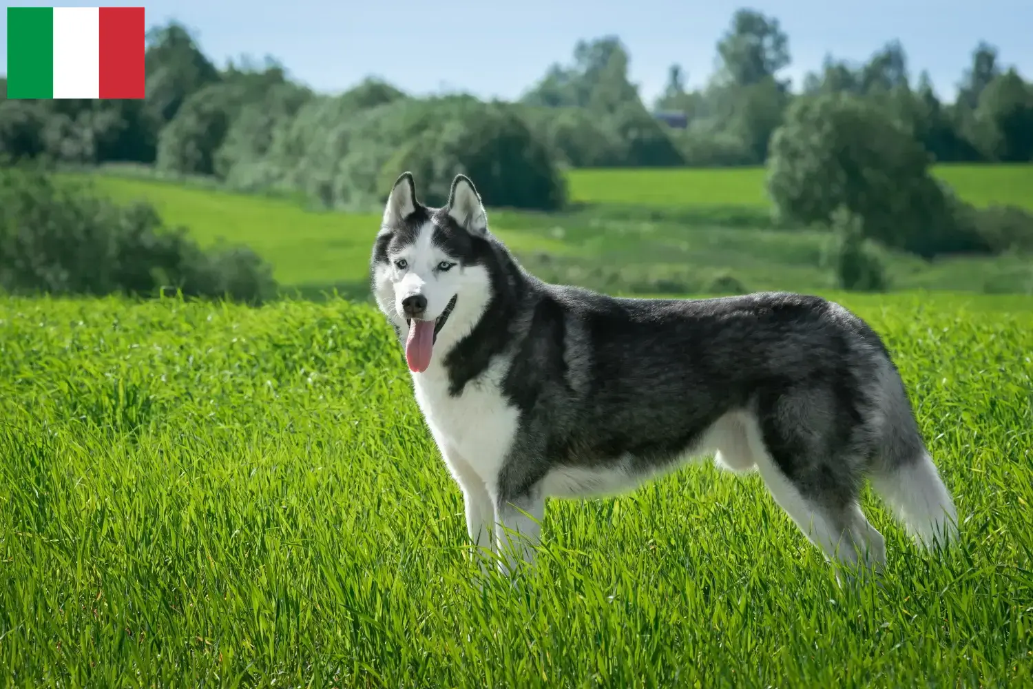 Scopri di più sull'articolo Allevatori di Husky e cuccioli in Italia