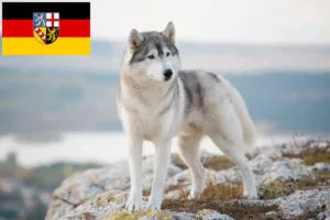 Scopri di più sull'articolo Allevatori di Husky e cuccioli in Saarland