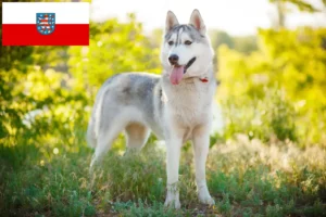 Scopri di più sull'articolo Allevatori di Husky e cuccioli in Turingia