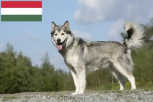 Scopri di più sull'articolo Allevatori di Husky e cuccioli in Ungheria