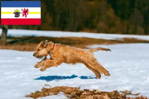 Scopri di più sull'articolo Allevatori e cuccioli di Irish Soft Coated Wheaten Terrier in Mecklenburg-Vorpommern