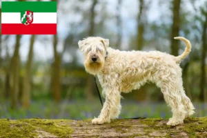 Scopri di più sull'articolo Allevatori e cuccioli di Irish Soft Coated Wheaten Terrier in Nordreno-Vestfalia