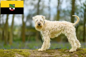 Scopri di più sull'articolo Allevatori e cuccioli di Irish Soft Coated Wheaten Terrier in Sassonia-Anhalt