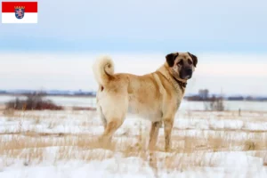 Scopri di più sull'articolo Allevatori di Kangal e cuccioli in Hessen