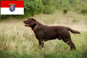 Scopri di più sull'articolo Allevatori di Labrador e cuccioli in Hessen