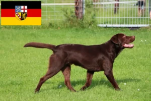 Scopri di più sull'articolo Allevatori di Labrador e cuccioli in Saarland