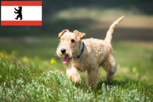 Scopri di più sull'articolo Allevatori di Lakeland Terrier e cuccioli a Berlino