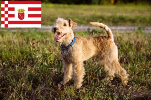 Scopri di più sull'articolo Allevatori di Lakeland Terrier e cuccioli a Bremen