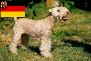 Scopri di più sull'articolo Allevatori di Lakeland Terrier e cuccioli in Renania-Palatinato