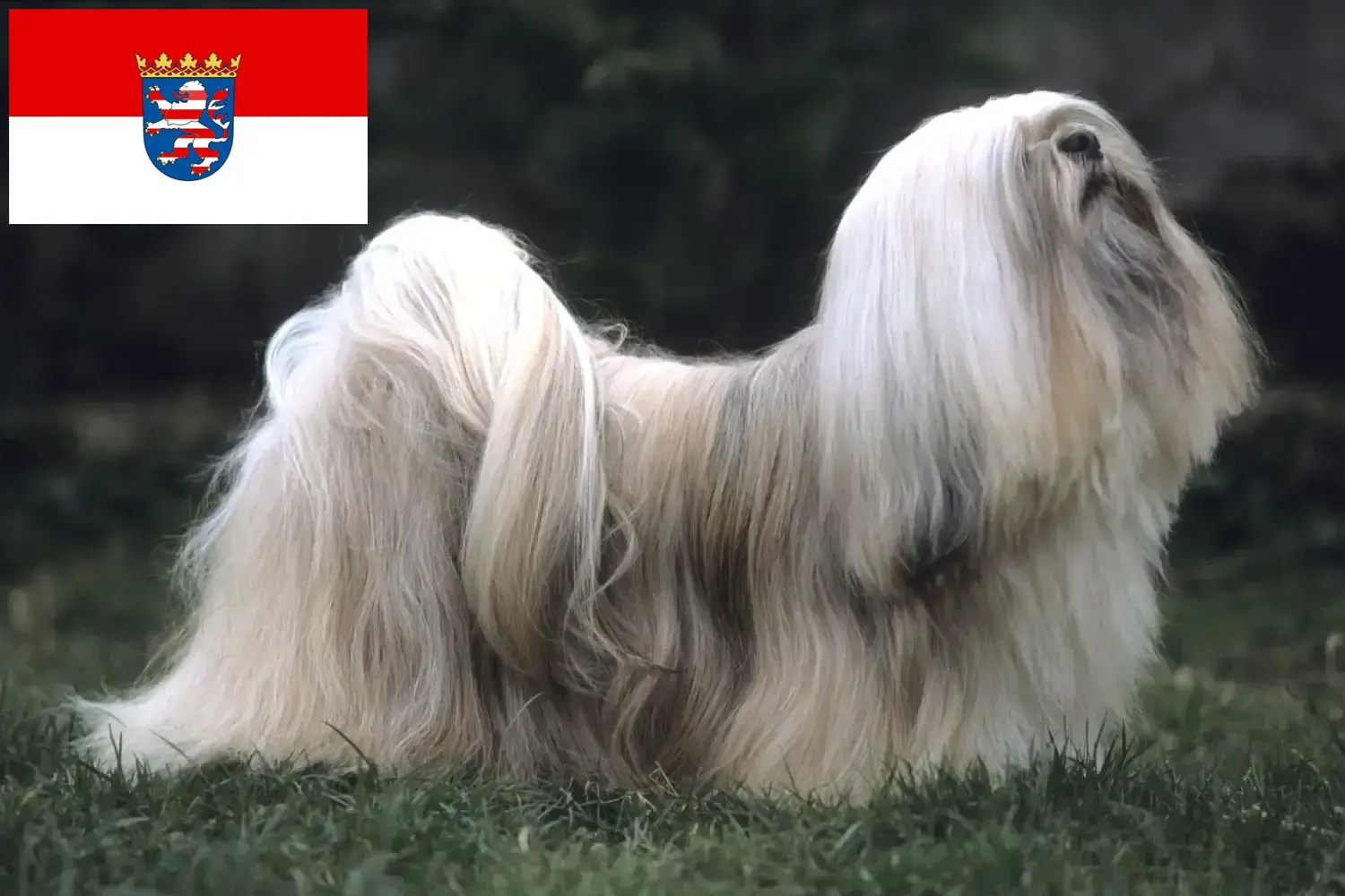 Scopri di più sull'articolo Allevatori di Lhasa Apso e cuccioli in Hessen