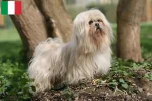 Scopri di più sull'articolo Allevatori e cuccioli di Lhasa Apso in Italia