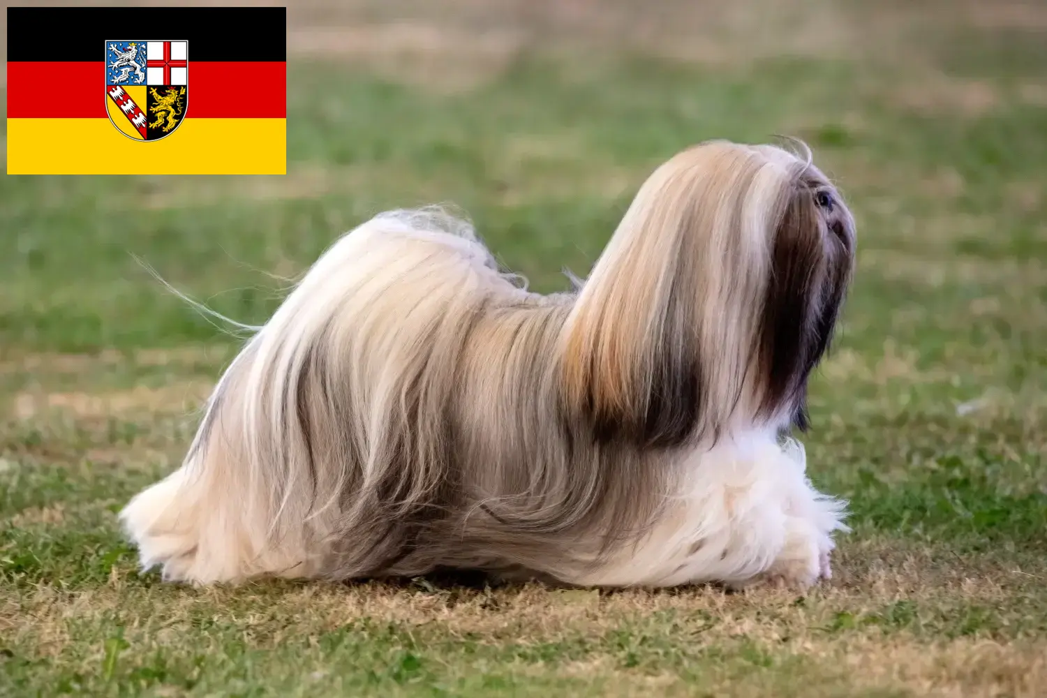 Scopri di più sull'articolo Allevatori di Lhasa Apso e cuccioli in Saarland