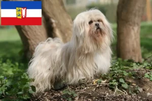 Scopri di più sull'articolo Allevatori di Lhasa Apso e cuccioli in Schleswig-Holstein