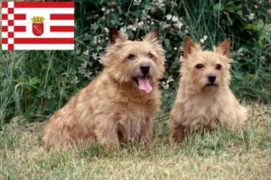 Scopri di più sull'articolo Allevatori di Norwich Terrier e cuccioli a Bremen