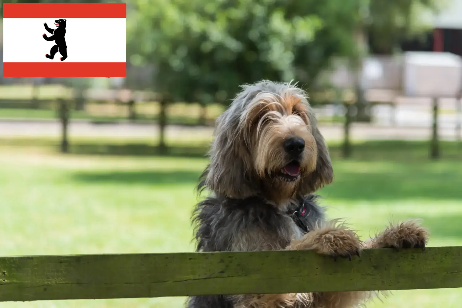 Scopri di più sull'articolo Allevatori di Otterhund e cuccioli a Berlino