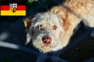 Scopri di più sull'articolo Allevatori di Otterhund e cuccioli in Saarland