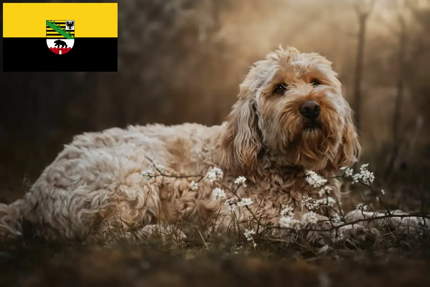 Scopri di più sull'articolo Allevatori di Otterhund e cuccioli in Sassonia-Anhalt