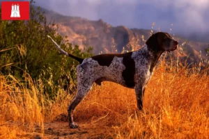 Scopri di più sull'articolo Allevatori di cani e cuccioli di razza Shorthair Tedesco a Amburgo